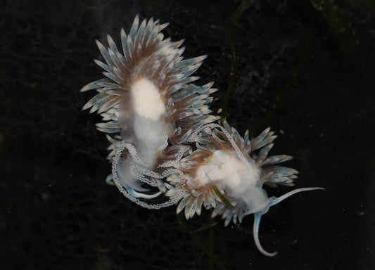 Berghia Nudibranch