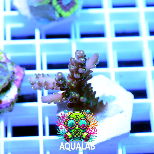 ORA Purple Tip Acropora