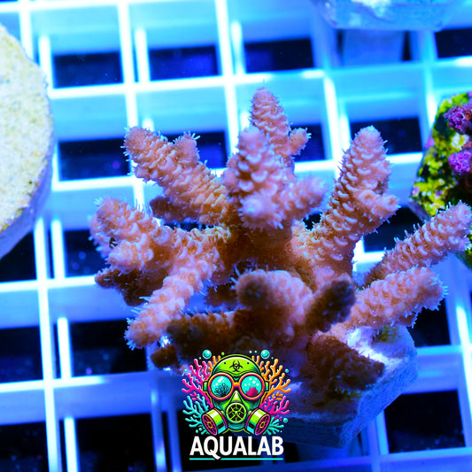 Millepora Deep pink