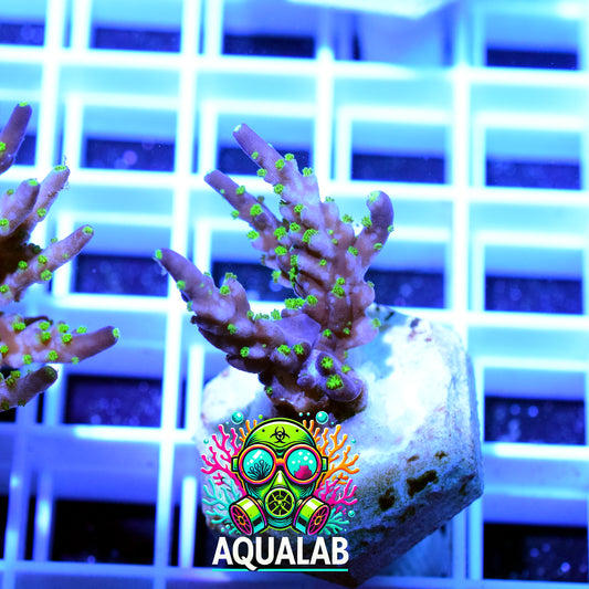 ORA Purple Tip Acropora