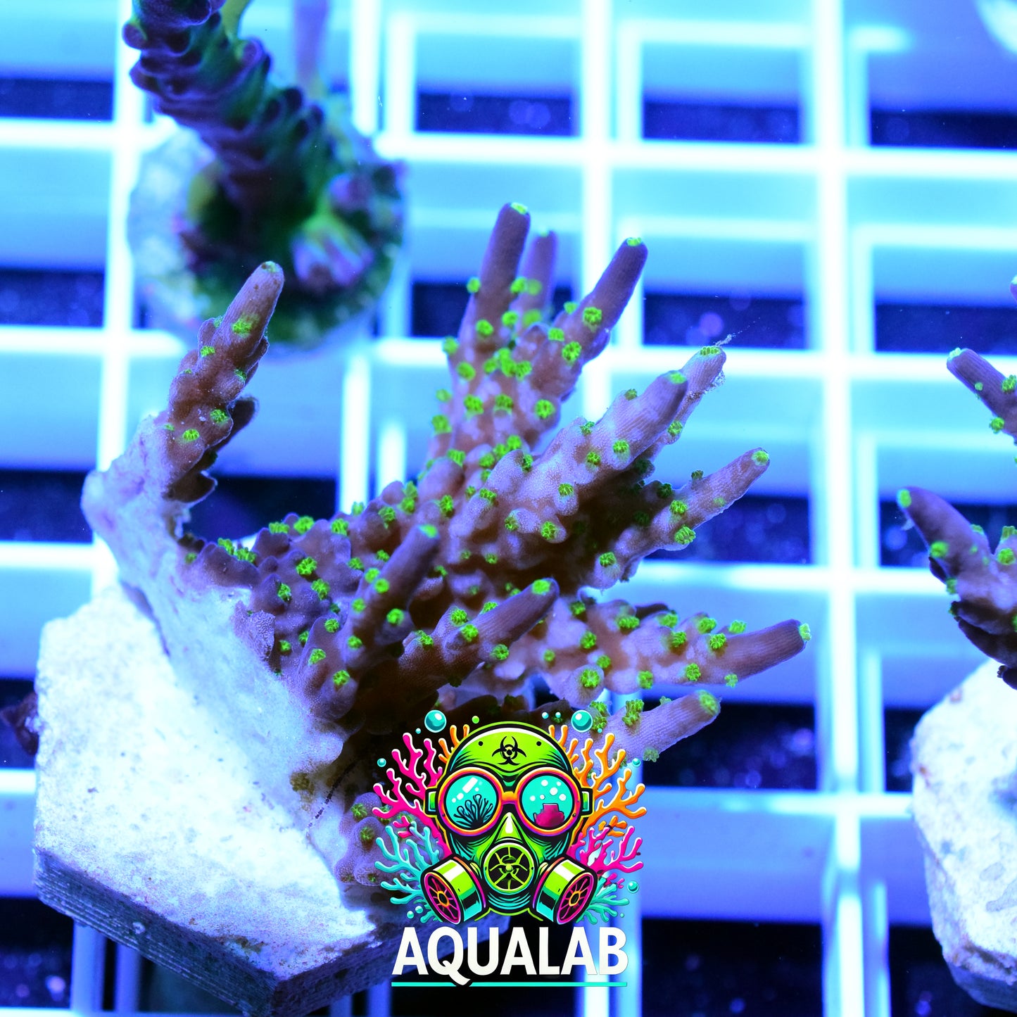 ORA Purple Tip Acropora