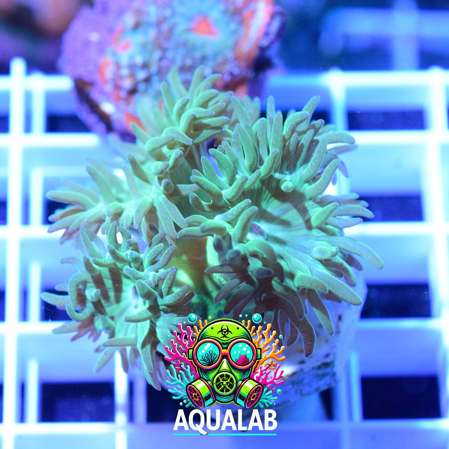 Ultra Green Duncan Coral (rare)