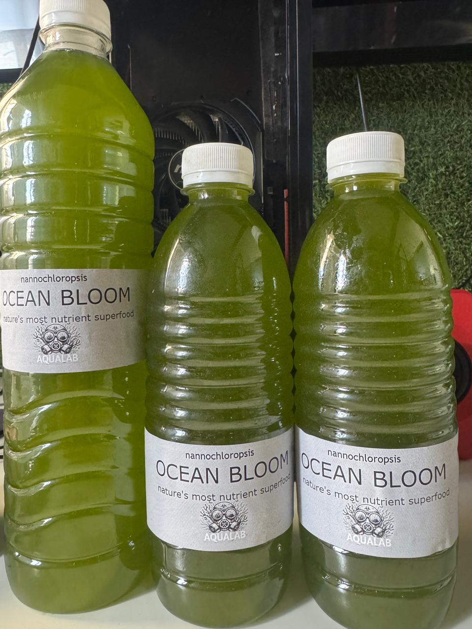 Ocean Bloom - 500ml